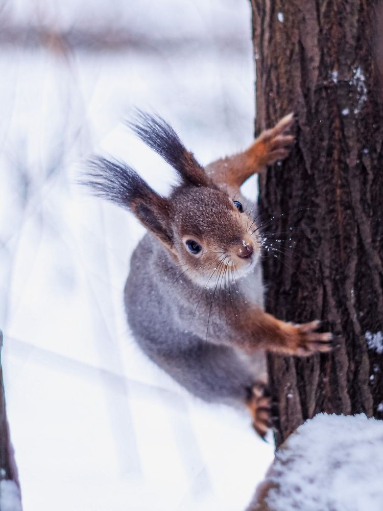 Забавная белка
