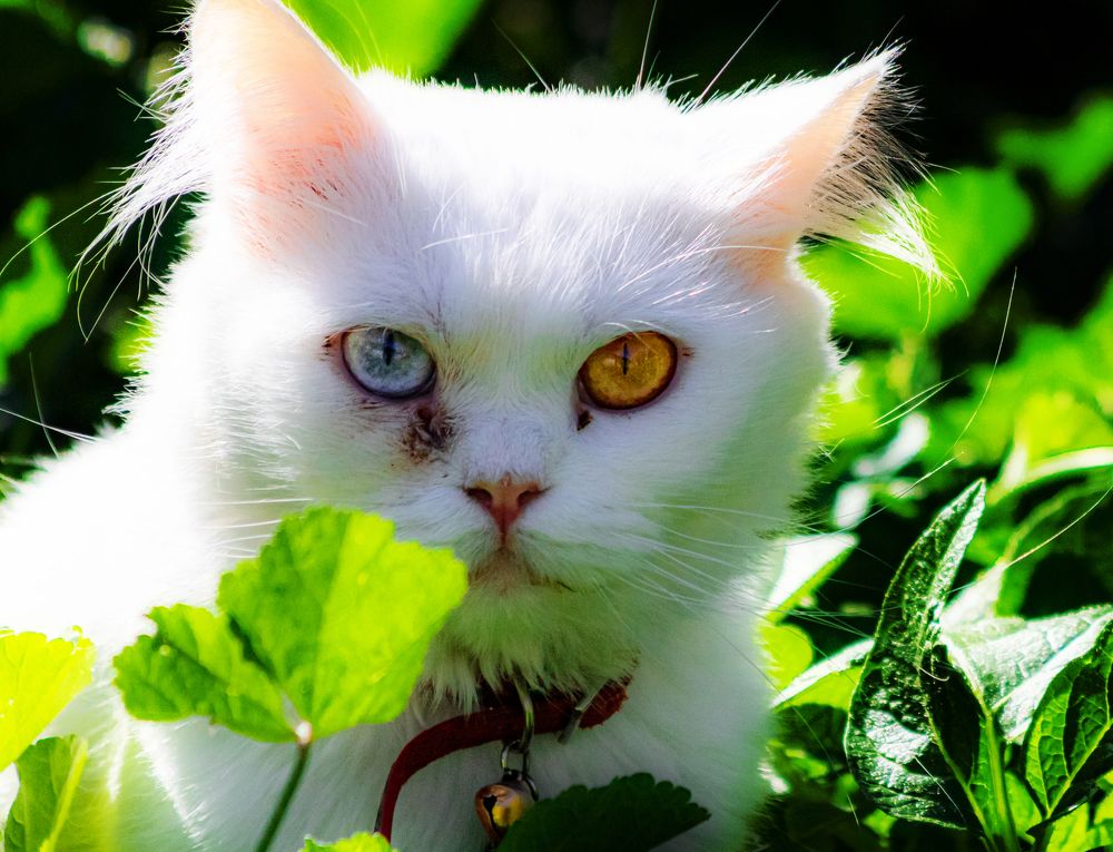 Photograph by Ali Abu Ras