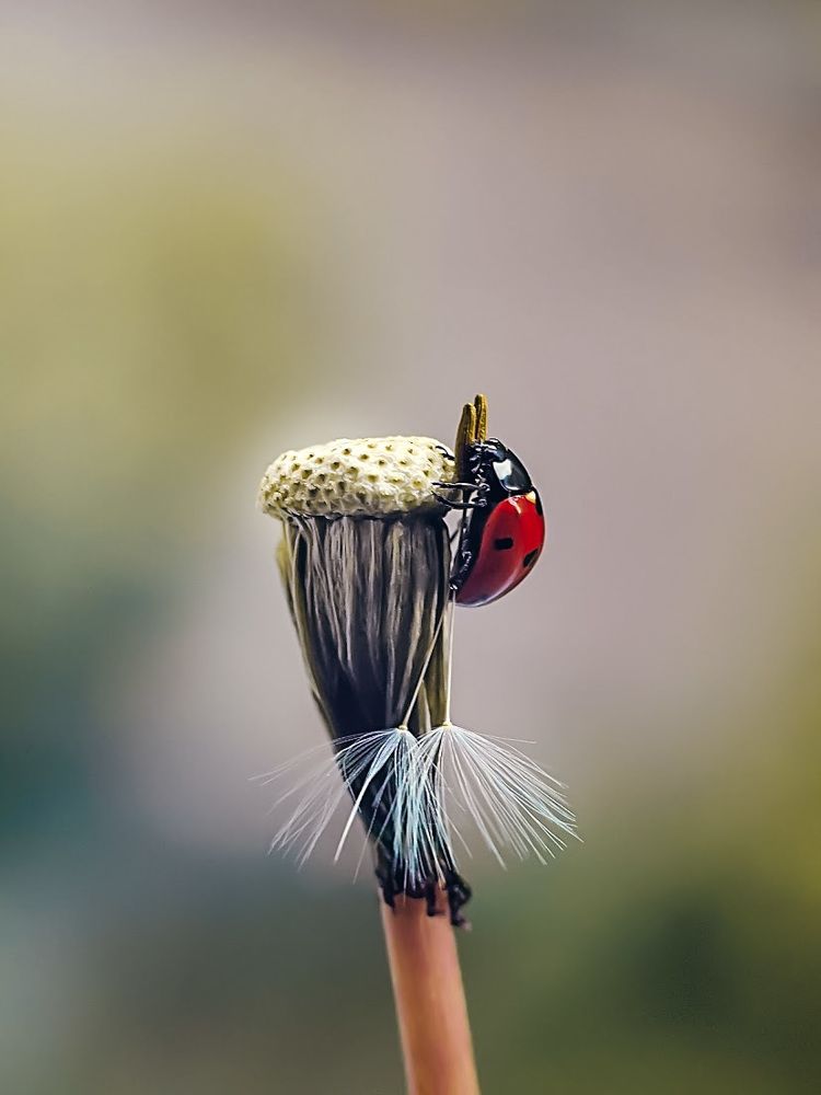 Божья коровка