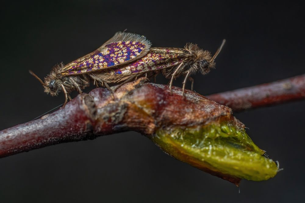 eriocrania cicatricella