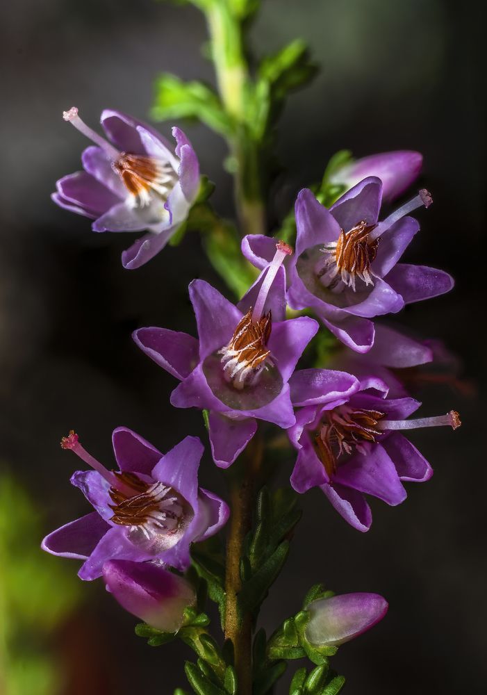 Calluna vulgaris