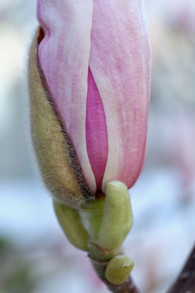 Magnolia Moment