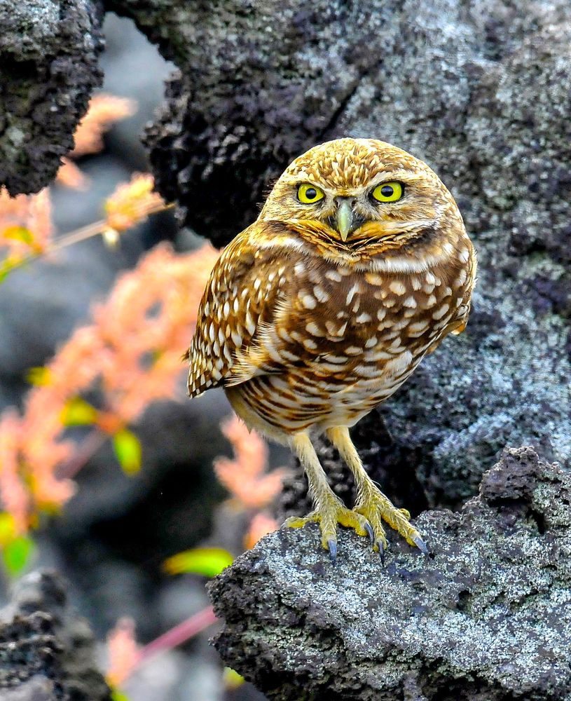 Photograph by Ricardo Ubico