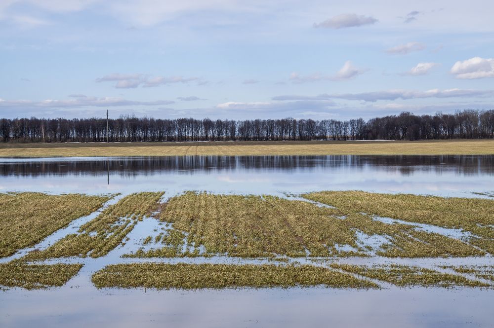 Заливное поле