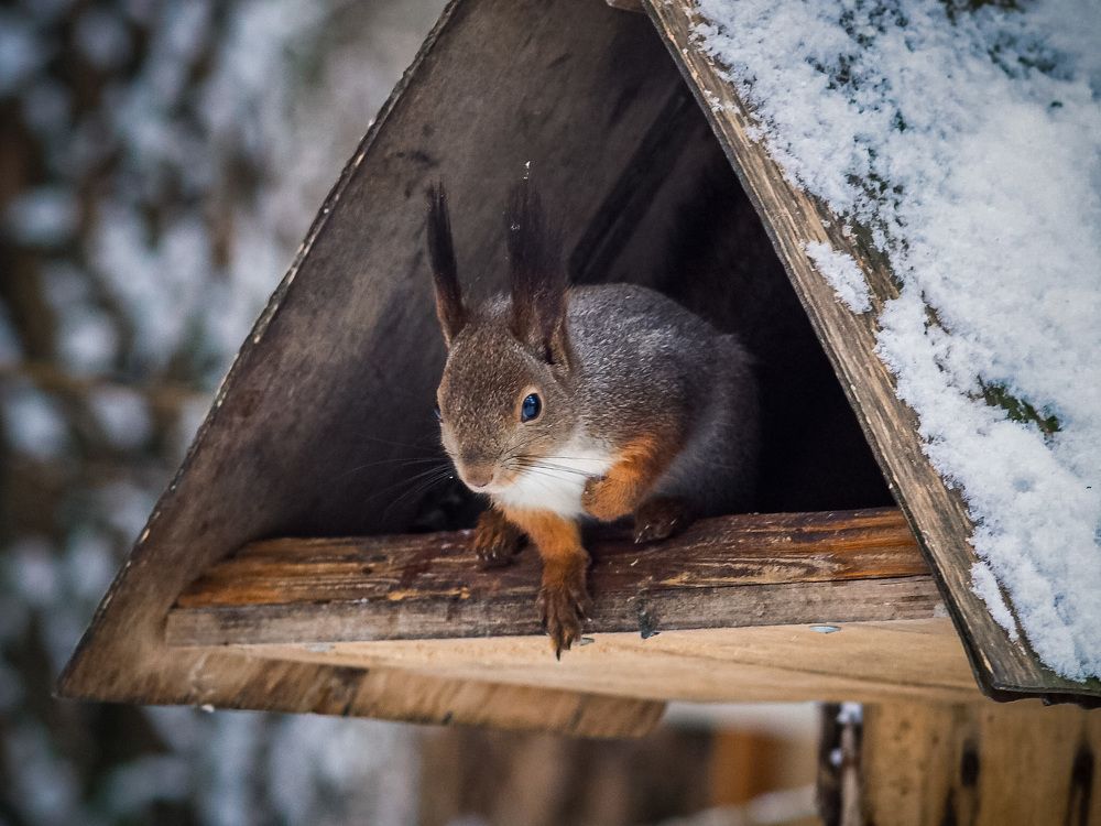 Белка в лесу