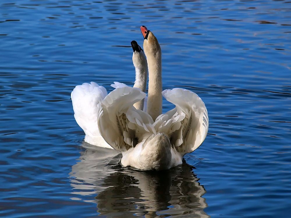 Photograph by Игорь Чеботарёв