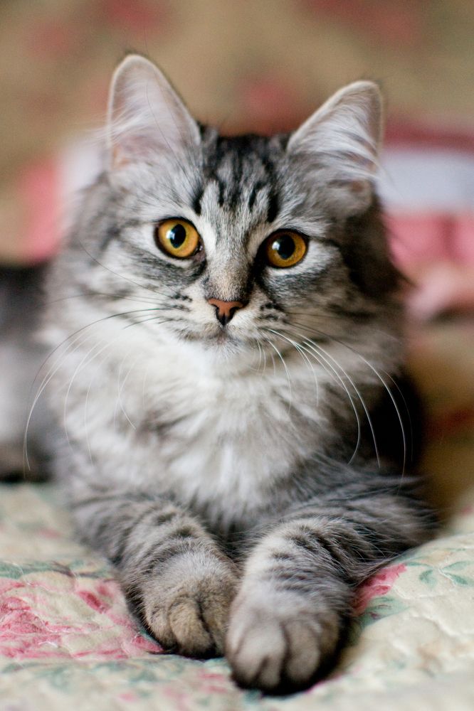 Усатые-полосатые