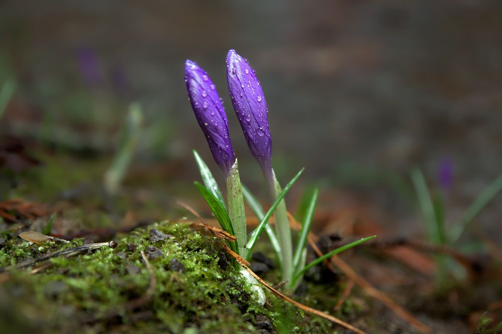 Photograph by Юрий Крилівець