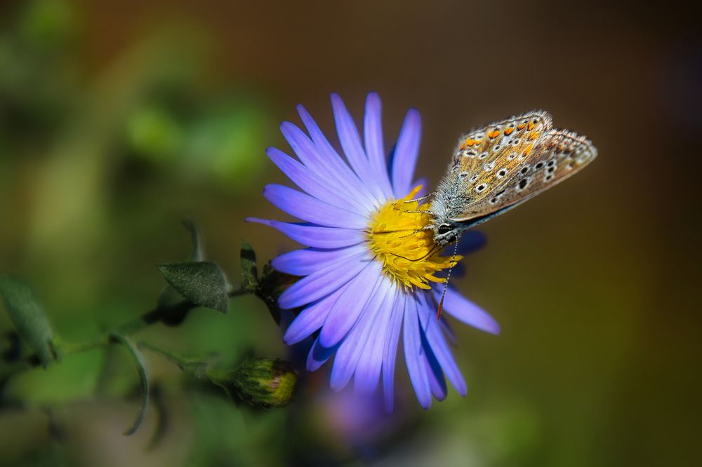 Photograph by sergii