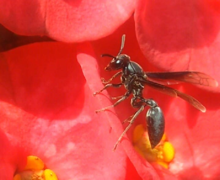 La avispa negra
