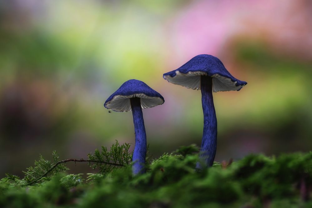 Photograph by Filip Eremita