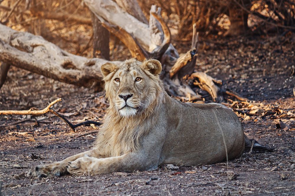 The Lion king in golden hour