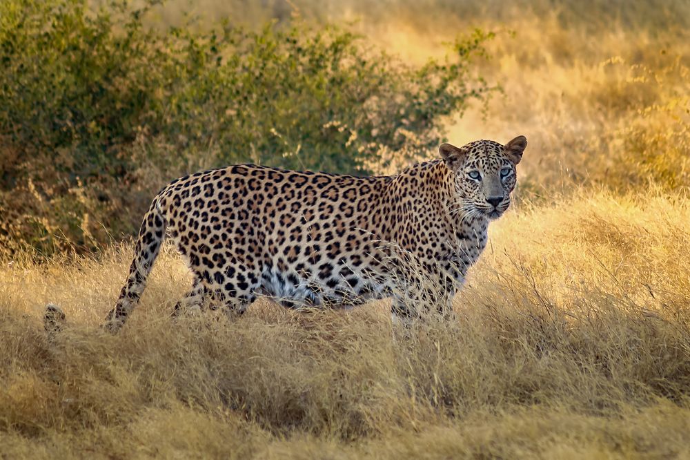 The Leopard In Evening Light