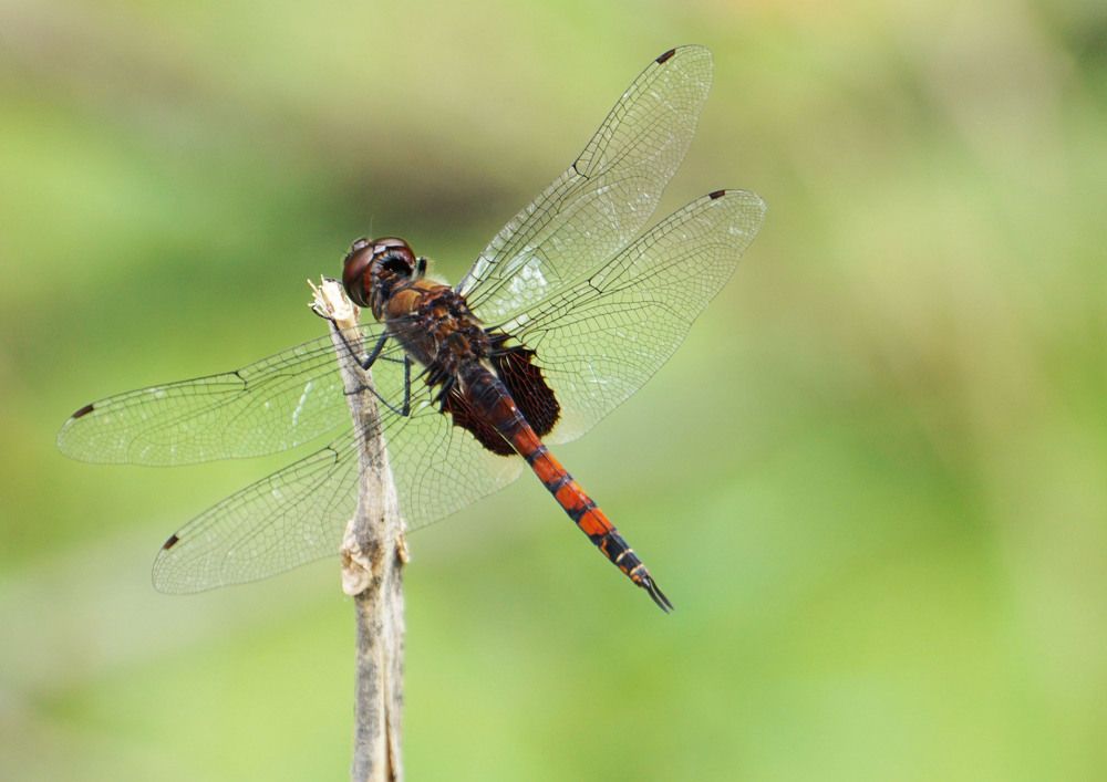 Photograph by Prabhu Viswanathan