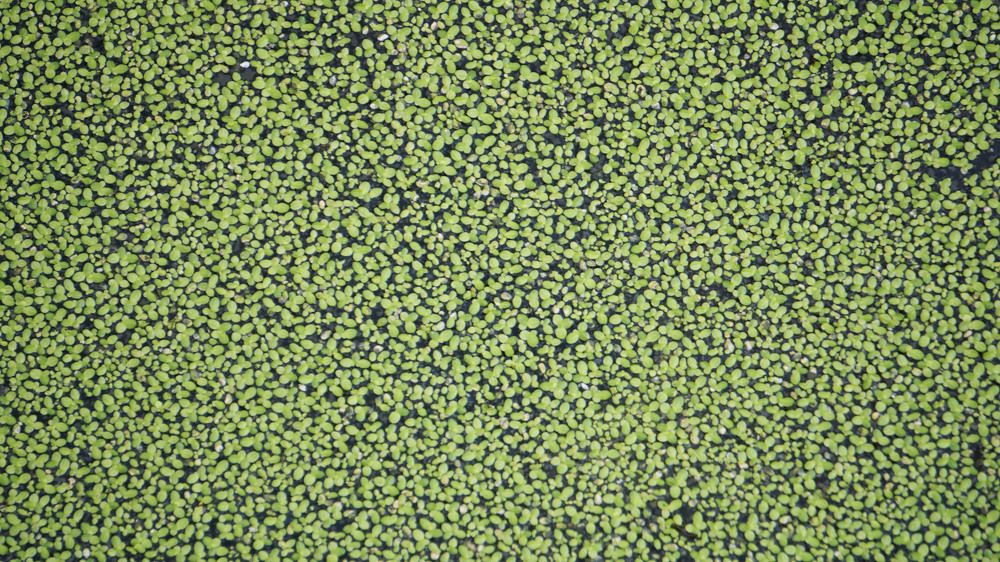 Photograph by Prabhu Viswanathan