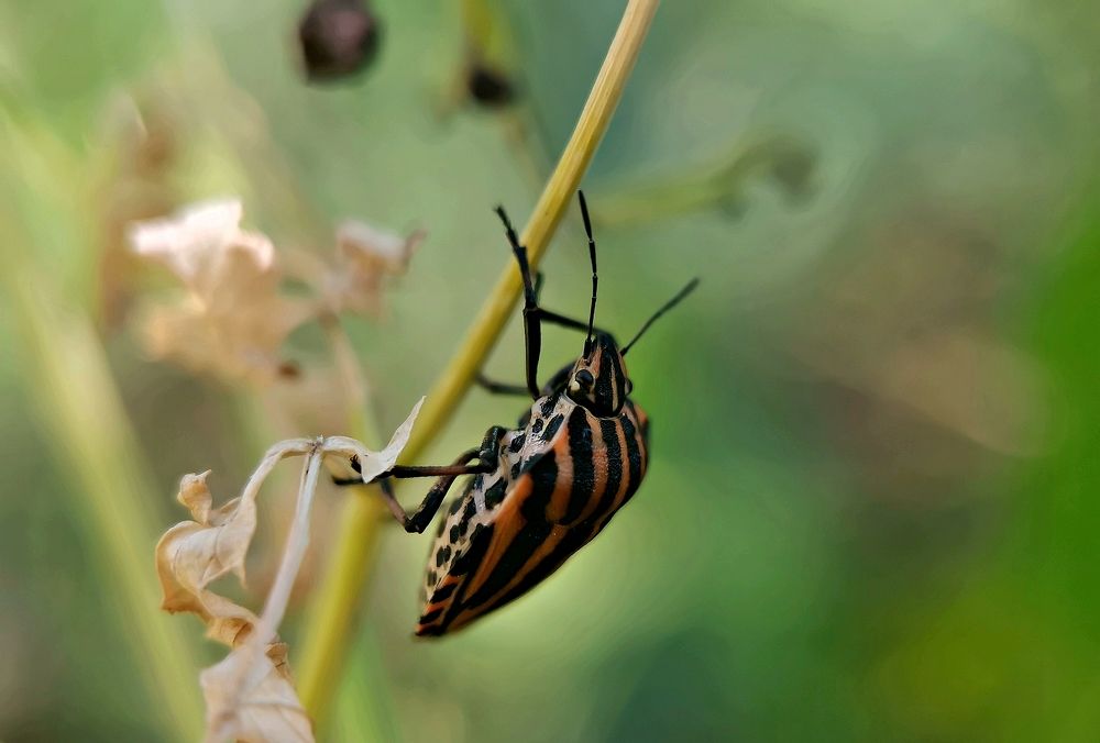 Щитник линейчатый или графозома полосатая ( The shield is linear or the graphosome is striped )