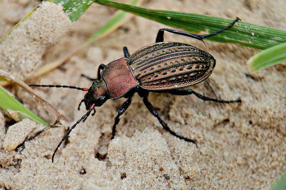 Жужелица решётчатая ( The ground beetle is latticed )
