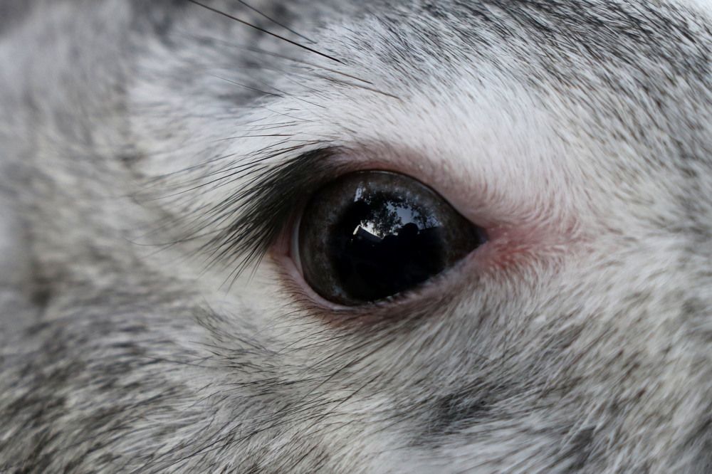 Photograph by MARIYAPPAN D