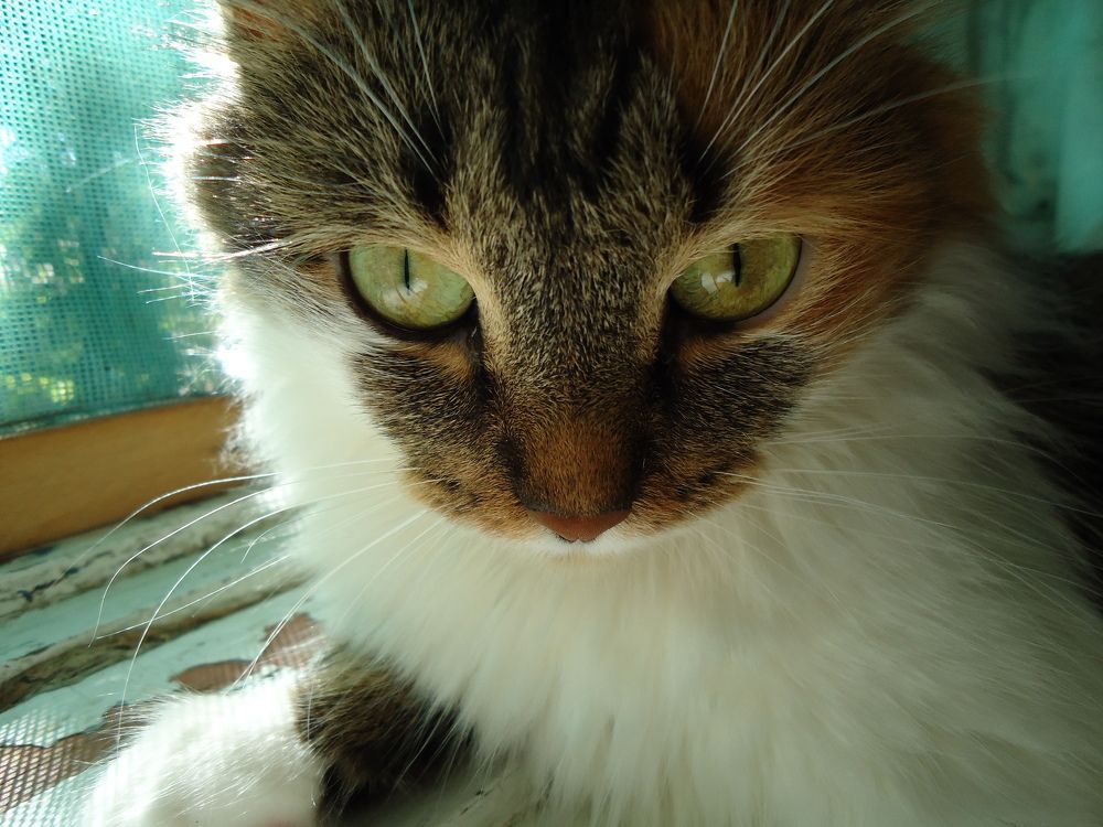 Photo #5976783