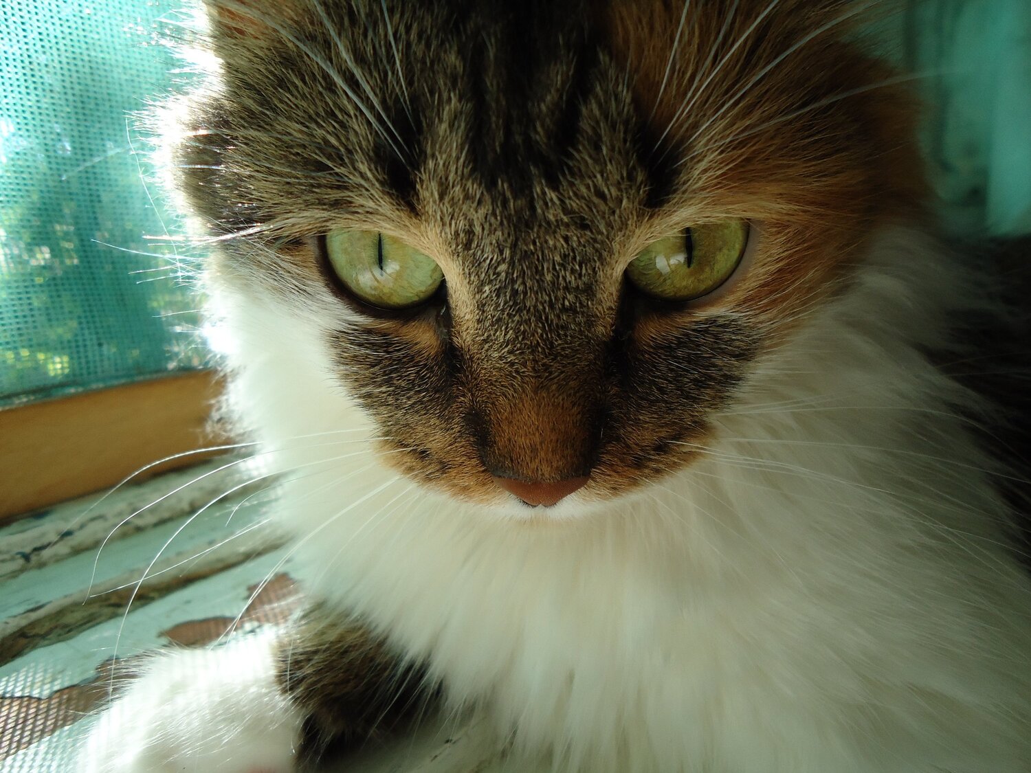 Photo #5976783