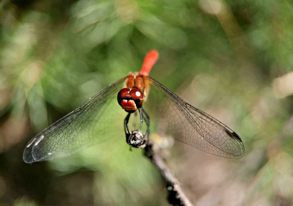 Стрекоза ( Dragonfly )