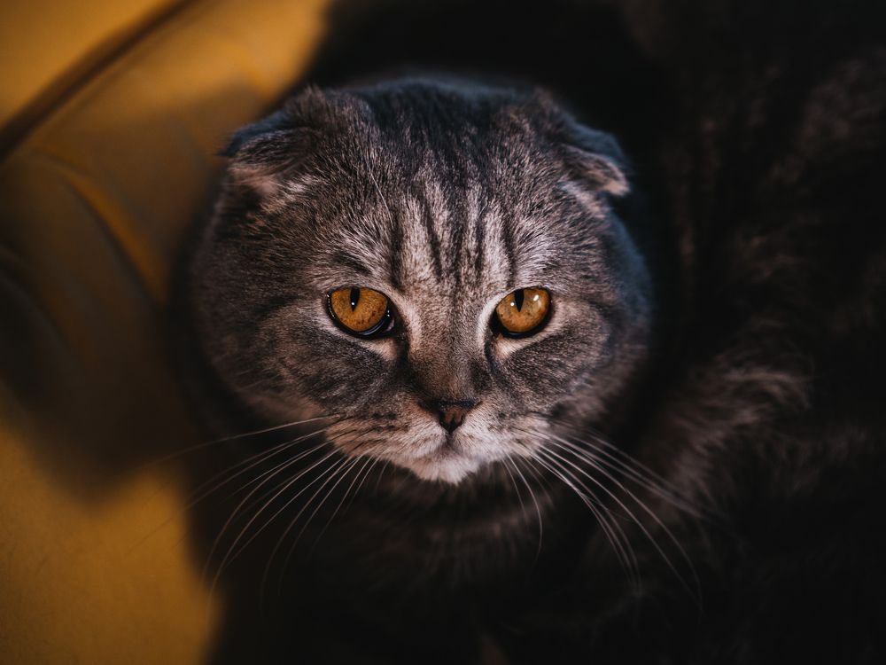 Микеланджело