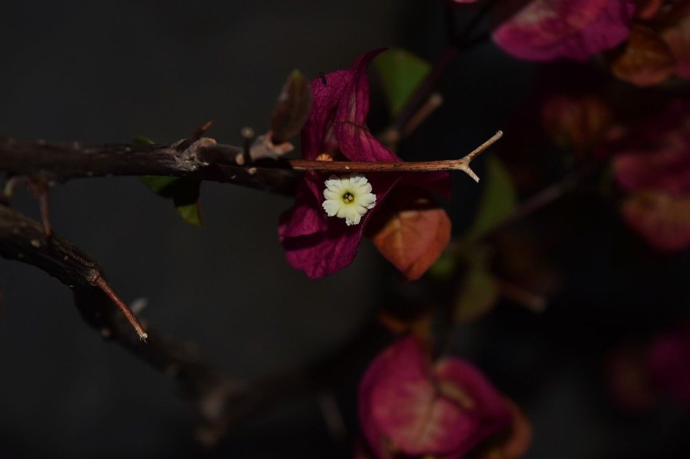 Photograph by Anuja Singh