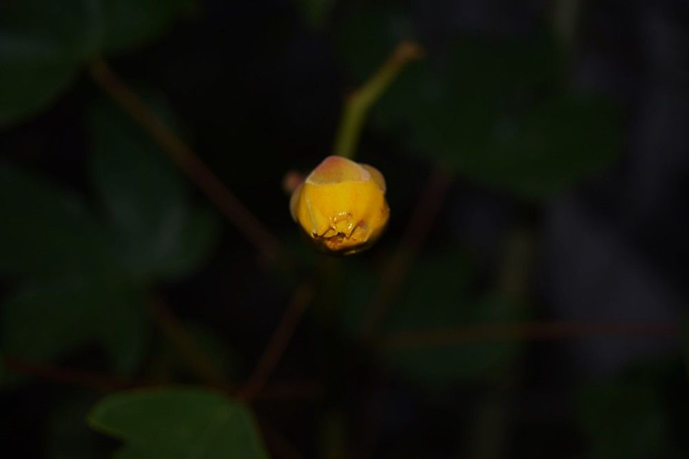 Photograph by Anuja Singh