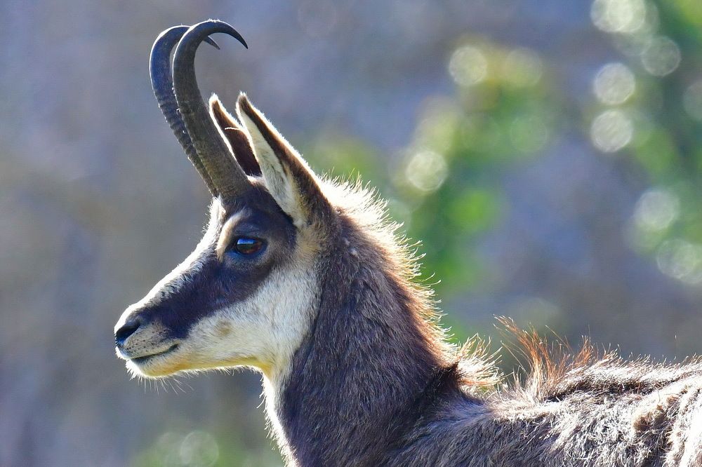 Фотография автора Anne Moginier