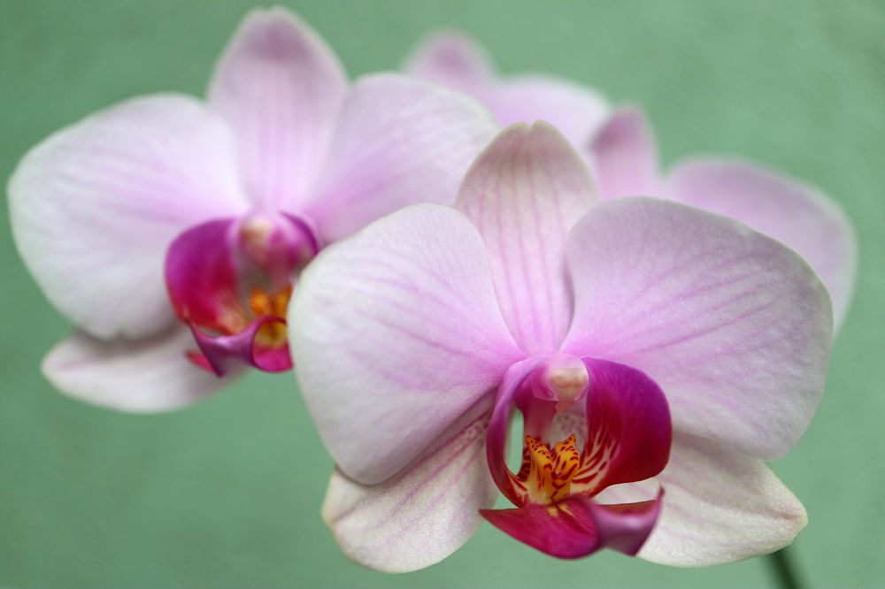 Pink Orchid With Delicate Petals