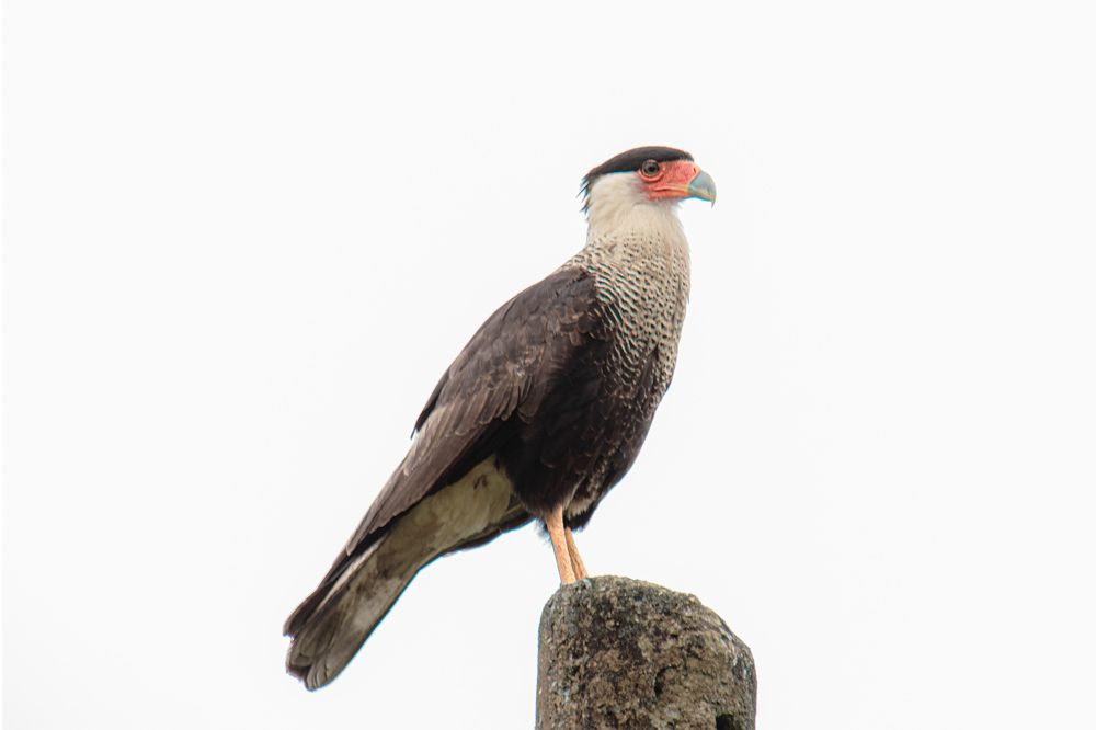 Photograph by Miguel Antonio Sevilla Flor