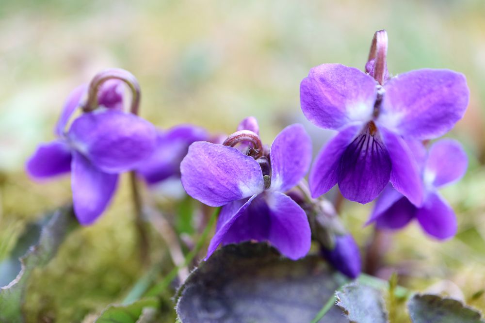Purple Wild Violets In The Field