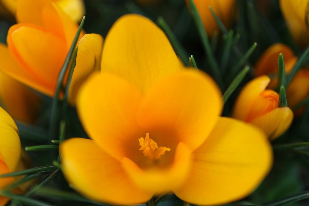Ocher Yellow Blossoming Crocuses