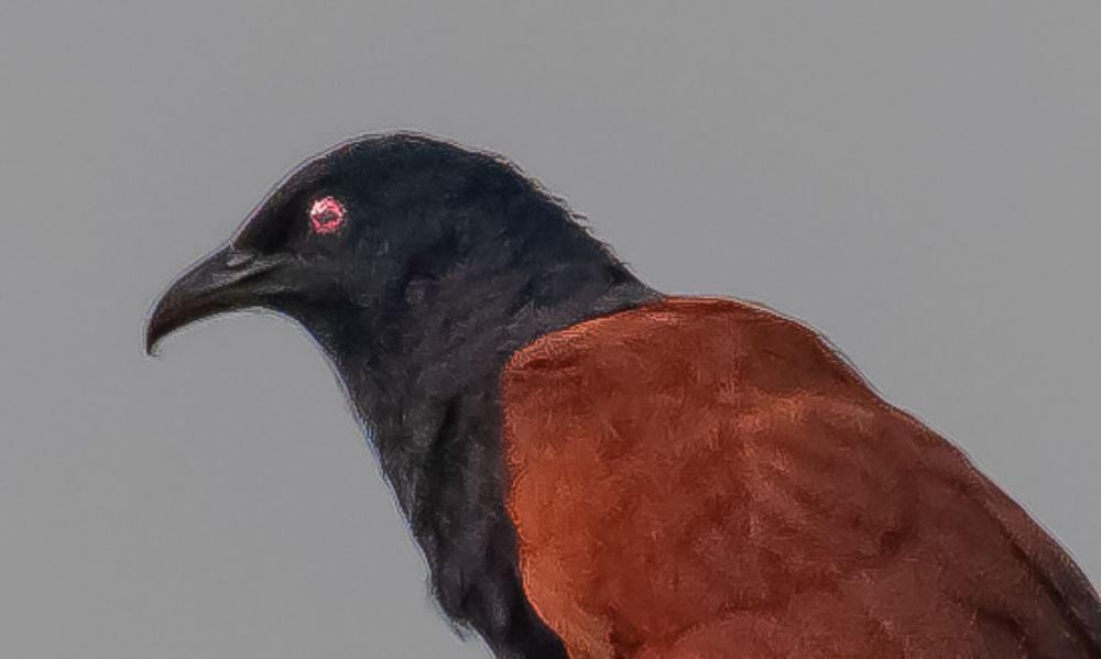 Photograph by subrata ghosh