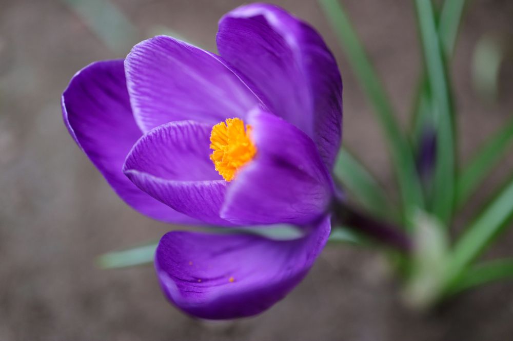 Photograph by Snezana Petrovic