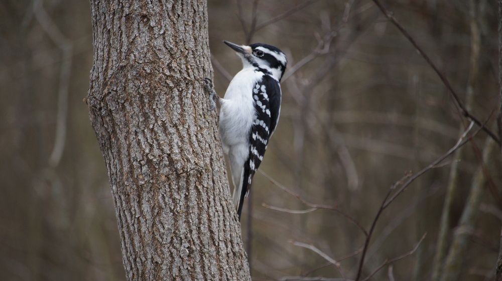 Searching for a Snack