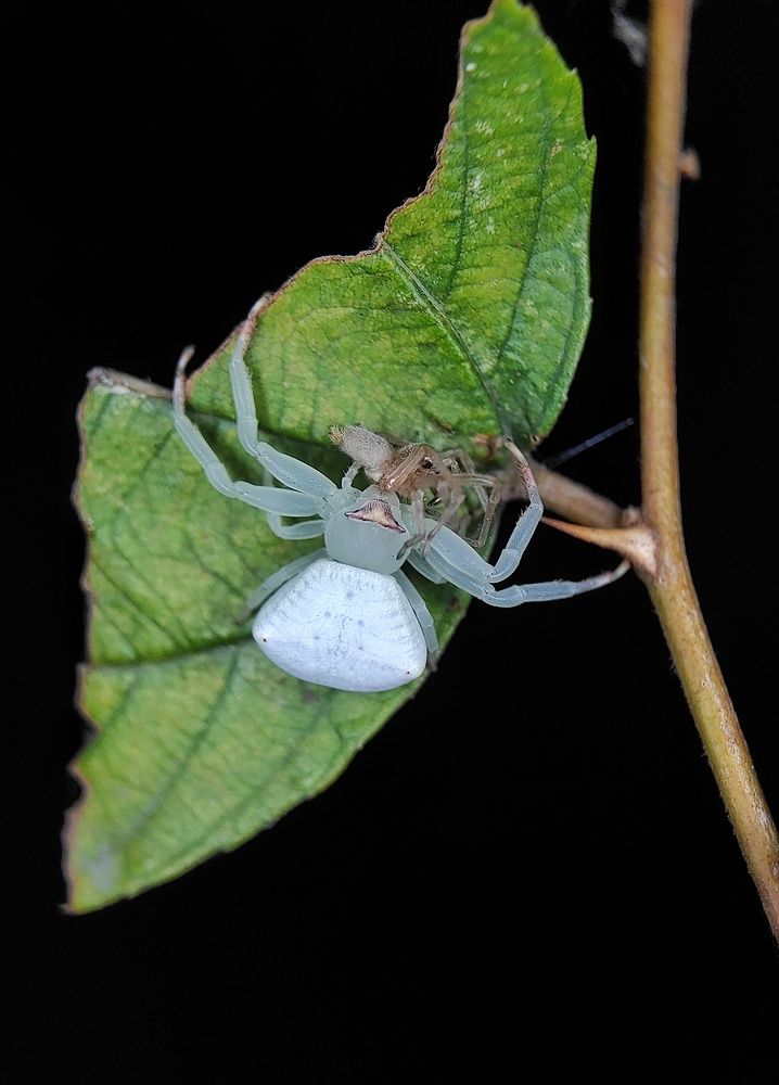 The white crab is a silent kiler