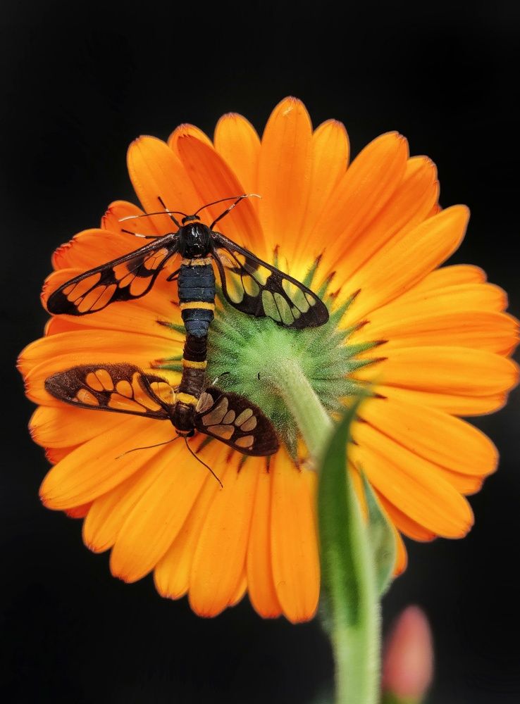 Honeymoon on a flower bed