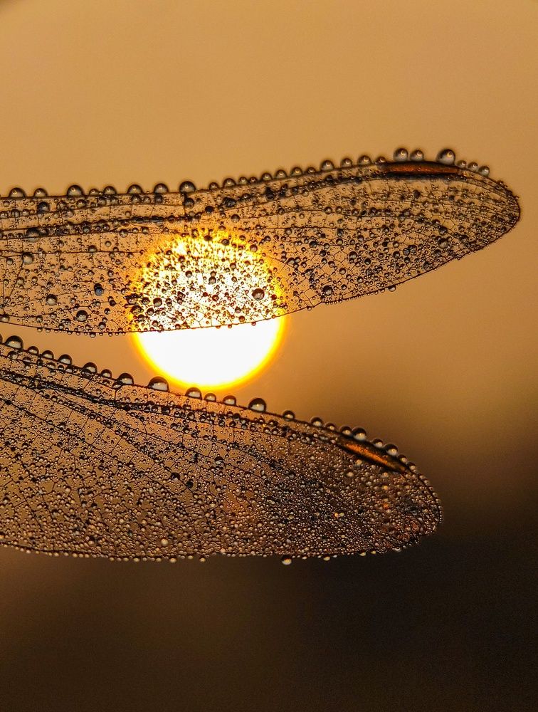 Photograph by Partha Chatterjee