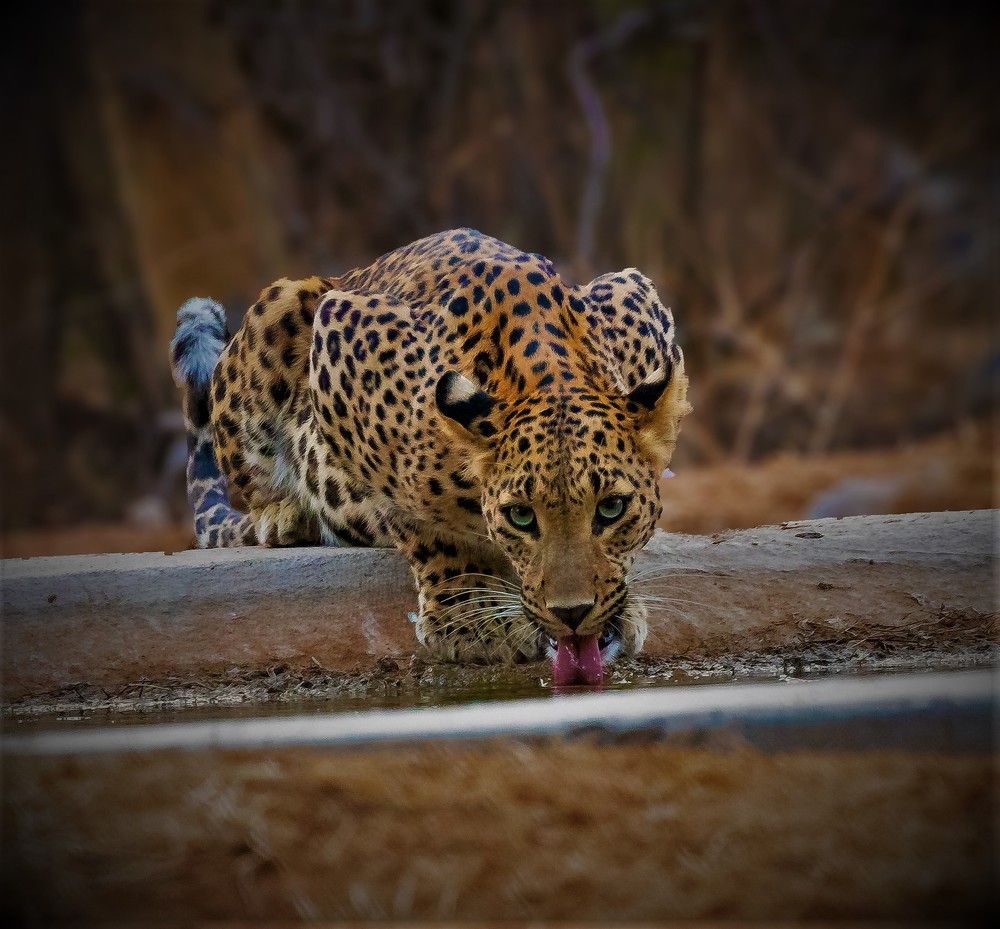 Photograph by Aniket Karane