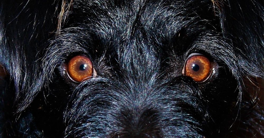 Photograph by Vincent PICCIOTTO