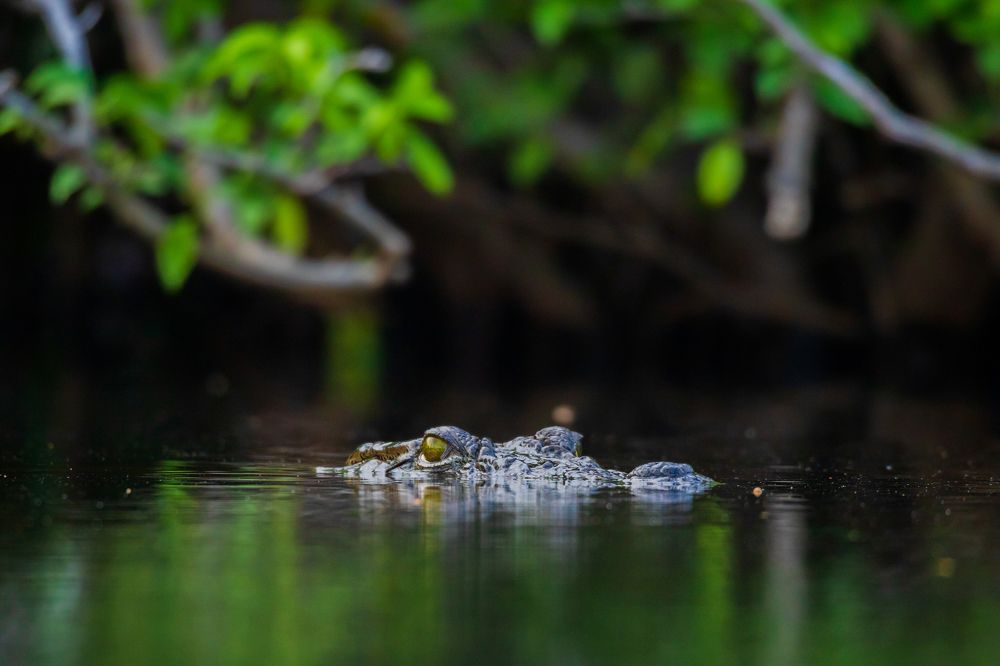 Photograph by Murugaiah Saravanan