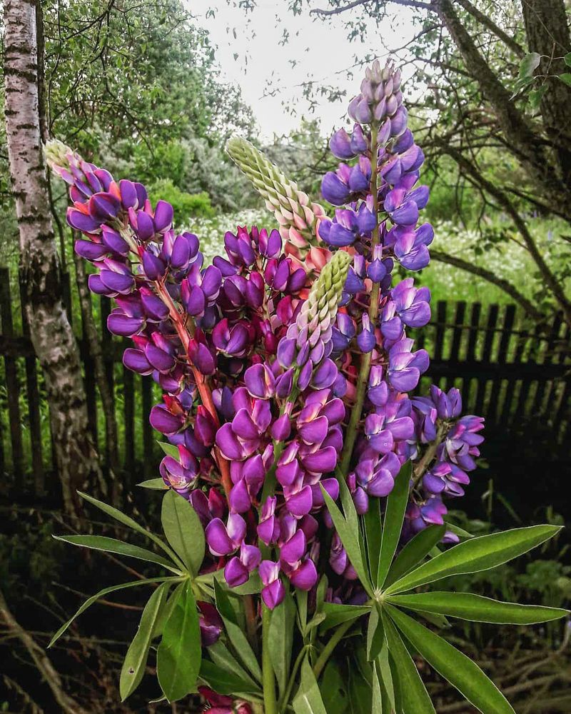 Фотография автора Марина Гусева