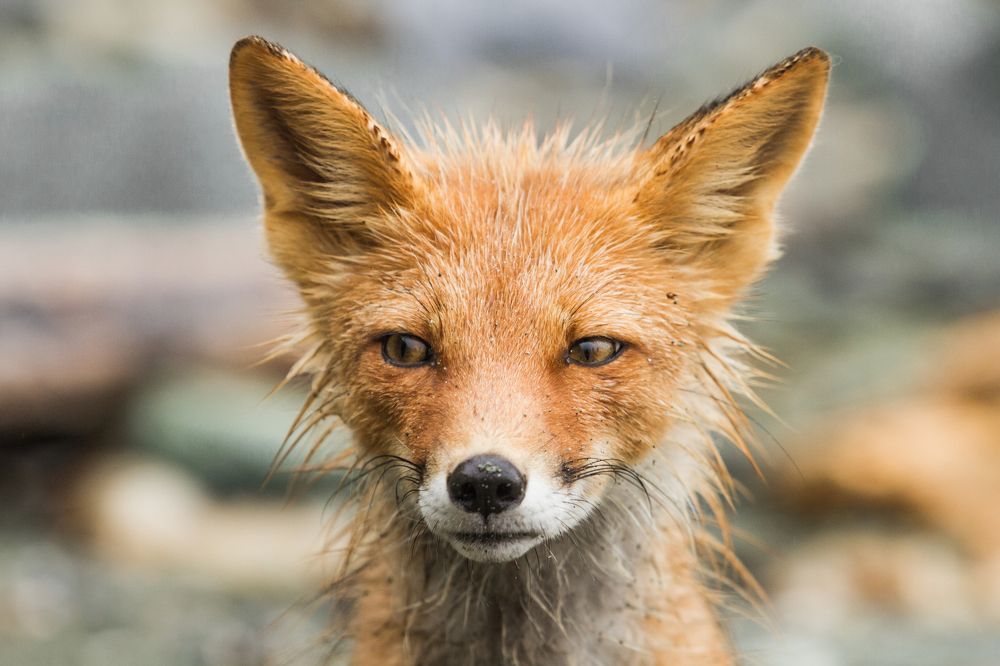 Photograph by Слащилина Нина