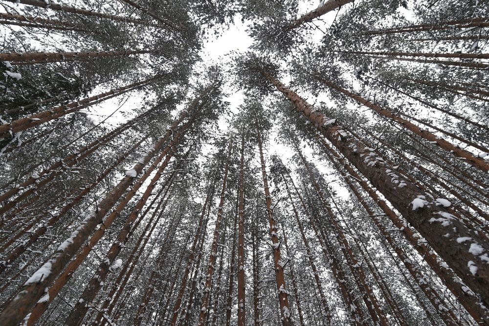 Photograph by Любовь Козлова