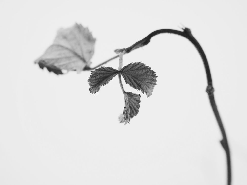 Фотография автора Иван Вдовин