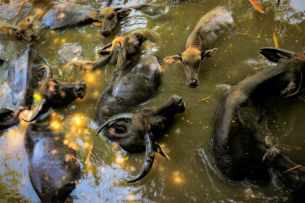 Photograph by Ian TerraNuka