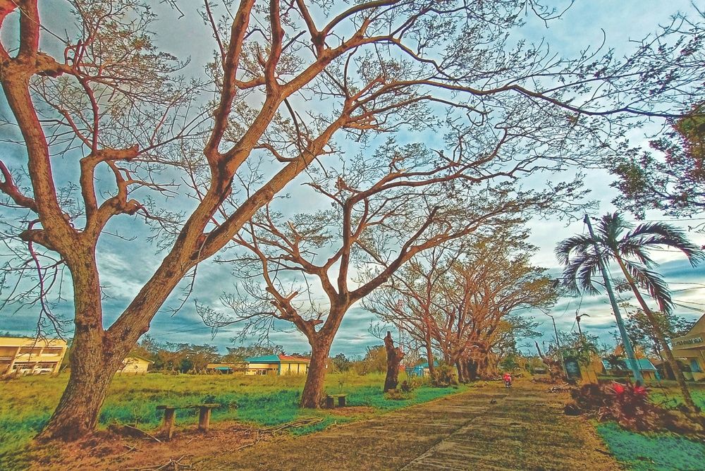Acacia Tree