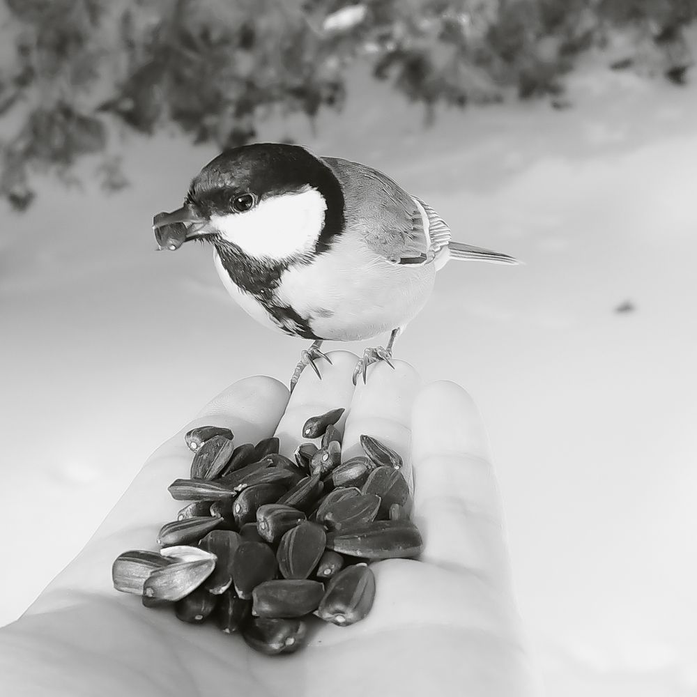 Синица в руке...