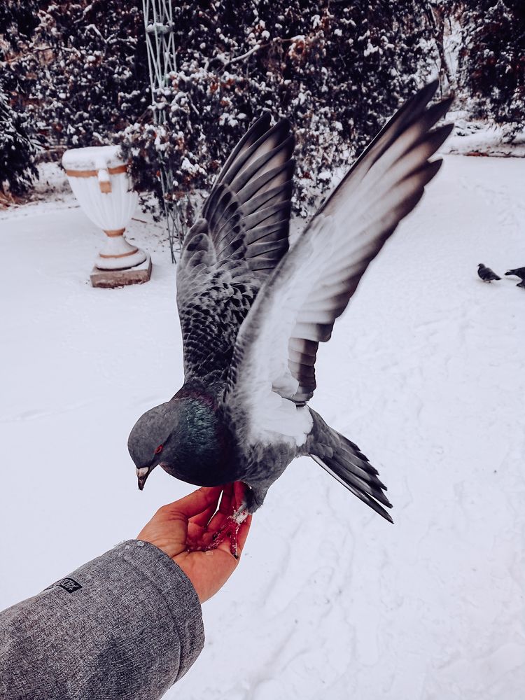 Крылья мира